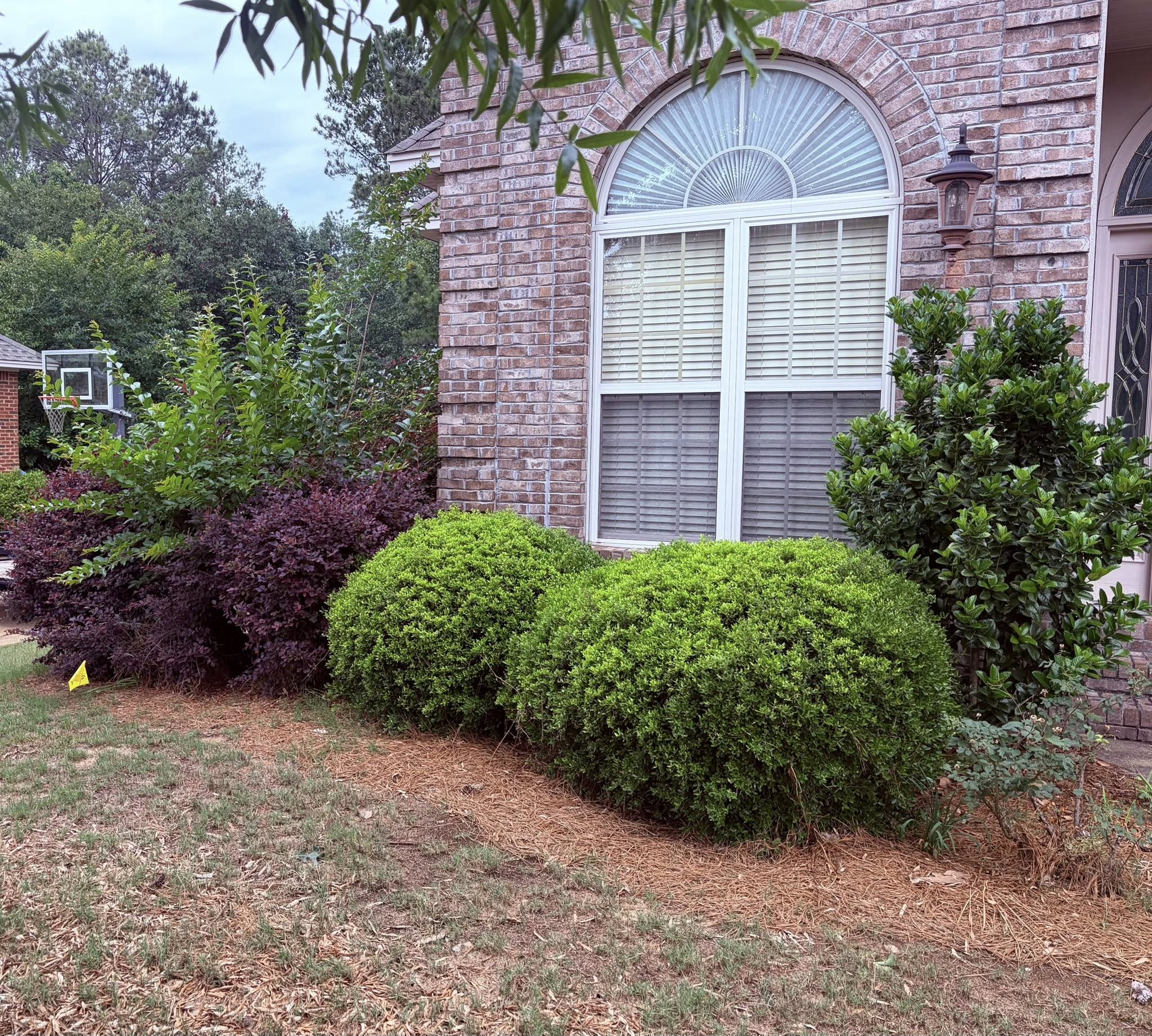Foundation shrub shape, Bush &amp; shrub work in Montgomery, AL